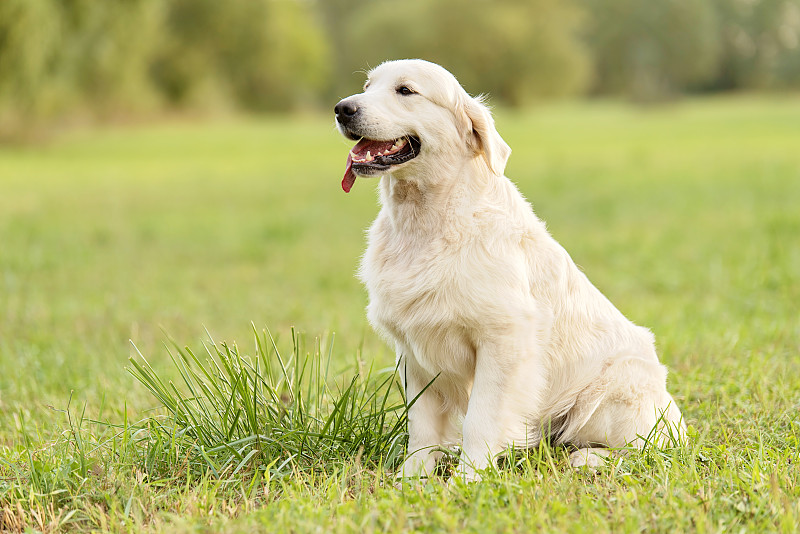 美金毛猎犬