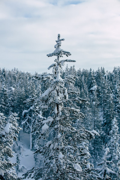 夕阳下的雪景，芬兰拉普兰冬天结冰的树木