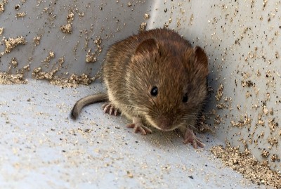 鼠标屋(musculus)