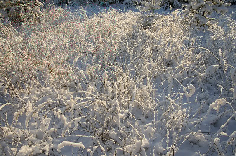 雪带来的干草