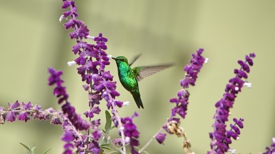 西方翡翠蜂鸟