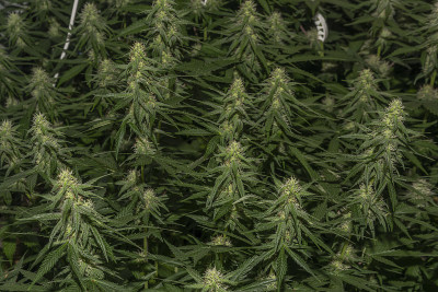 白色俄罗斯和S.A.G.E.品种大麻花下LED灯