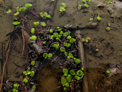 湖沼是一种漂浮的水生植物，是水珠科的一员。常见的名字包括西印度海绵状植物、南美海绵状植物和亚马逊海绵