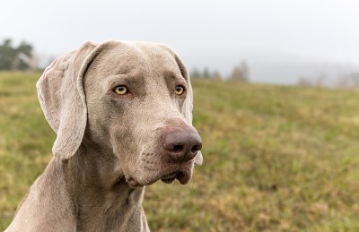 一个魏玛猎犬和一个秋天的肖像。雾中的猎狗。忠实的朋友。魏玛猎狗。