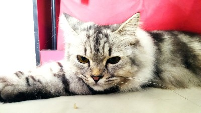 一只猫在家里