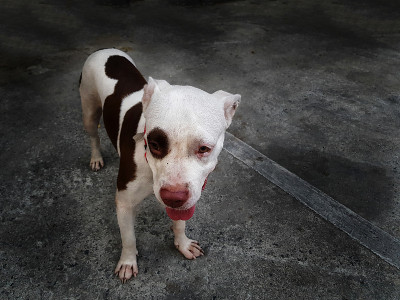 长着滑稽脸的美国斗牛犬