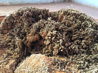 Yareta