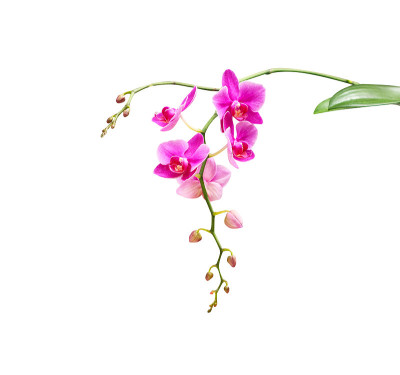 紫色兰花的花序孤立地开花在白色背景上与修剪路径