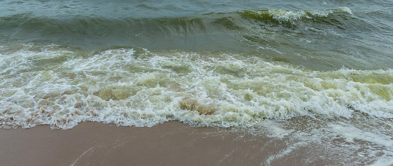 海藻在海里繁殖