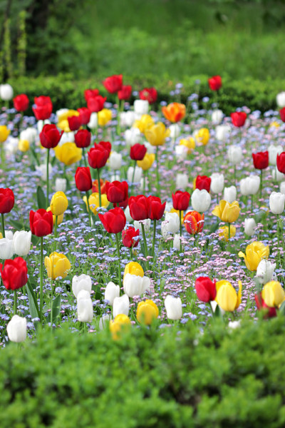 公园里的花