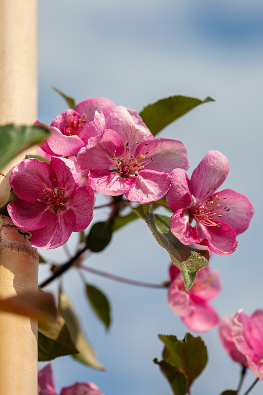 苹果树(苹果)开花