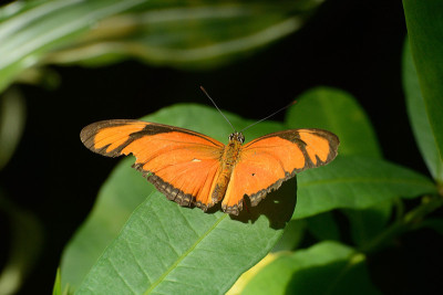 火焰蝴蝶(Dryas Iulia)