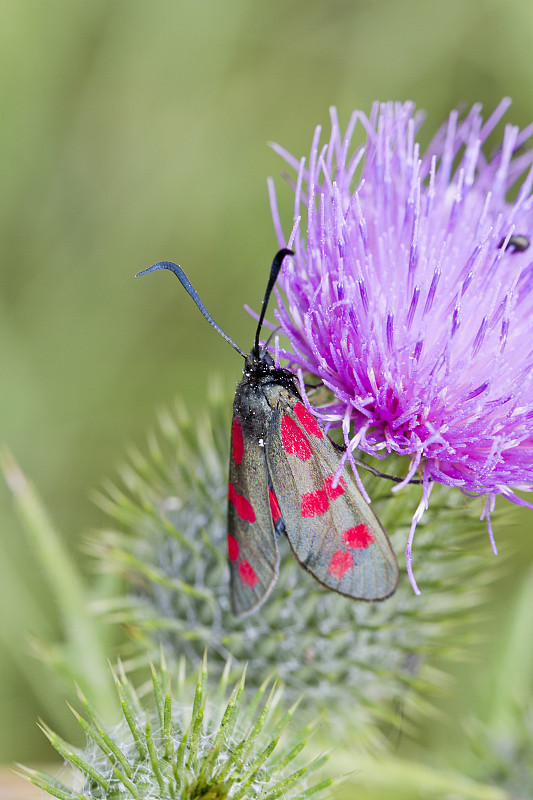 刺蓟“粗俗的Cirsium”六斑伯内特蛾