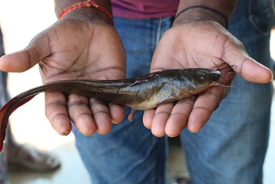 Desi magur fish in hand of famer claras magur fish