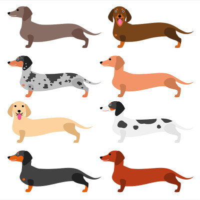 五颜六色的腊肠犬组
