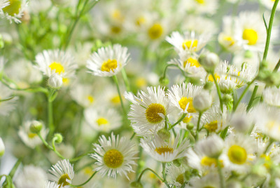 Chamomiles