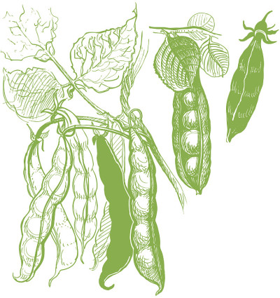 豌豆蔬菜陈年画。