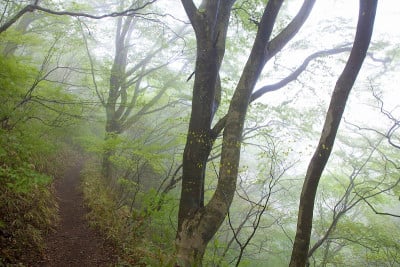 山毛榉林山路