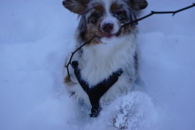 狗狗小狗冬天的雪