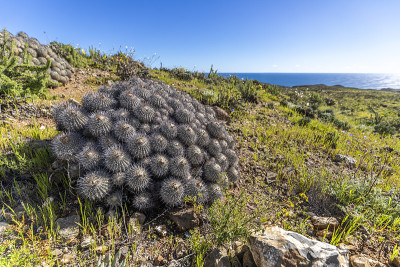 在Llanos de Challe国家公园的Copiapoa Carrizalensis仙人掌，这是