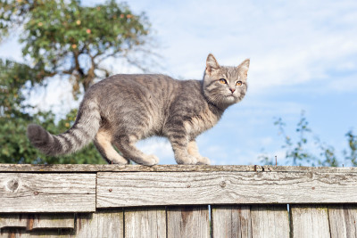 夏天，一只年轻的灰猫站在篱笆上，对着蓝天