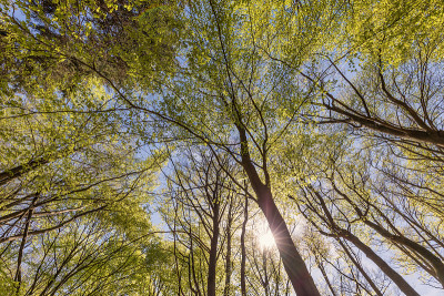 spring_beech