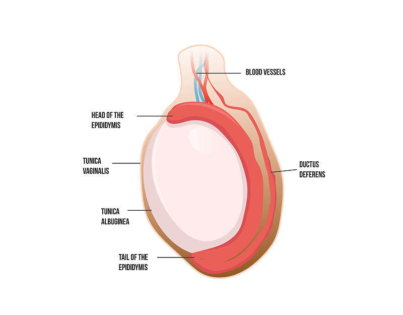 Normal testicular anatomy. Human testis vector ill