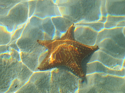 海滩上的星星