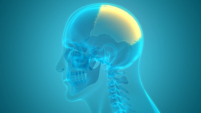 人类骨骼系统颅骨部分解剖学