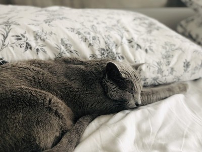 淡蓝色的猫