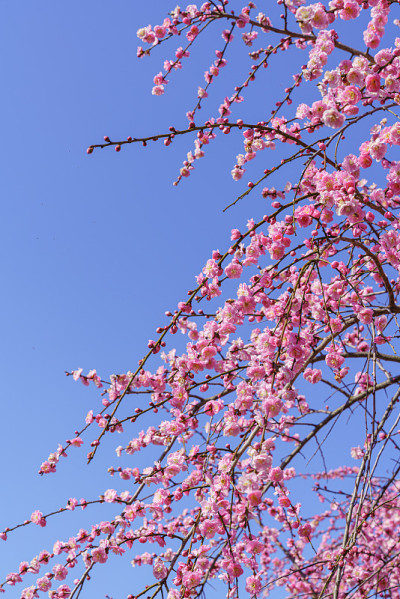 梅花