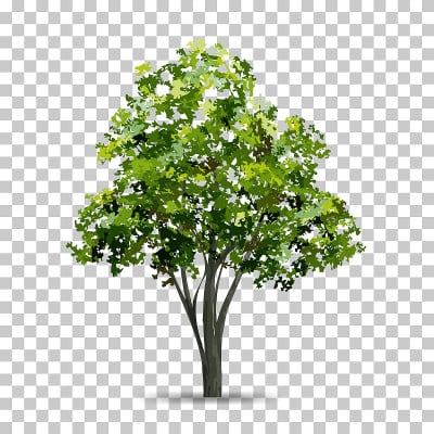 树孤立在透明的背景与软阴影。用于景观设计。公园和户外对象的想法，自然文章在印刷和网站。