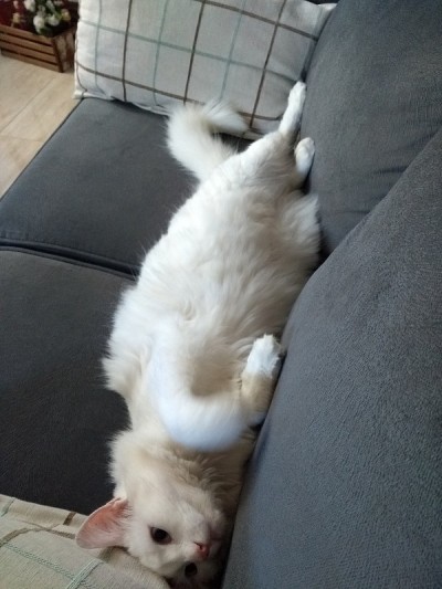土耳其安哥拉猫
