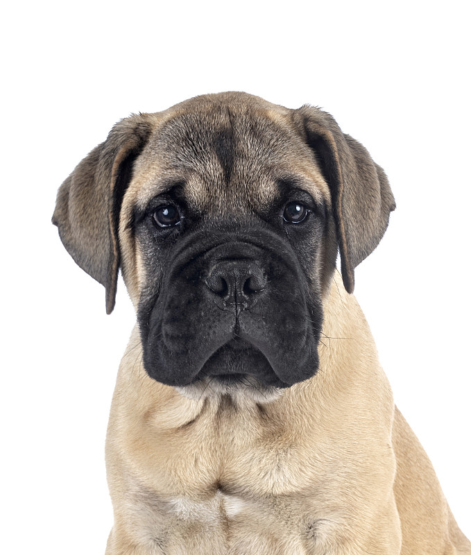 young bullmastiff