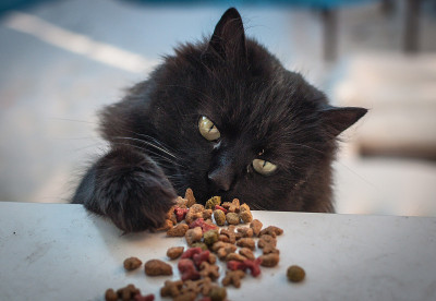 猫和食物