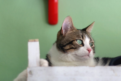 室内的猫