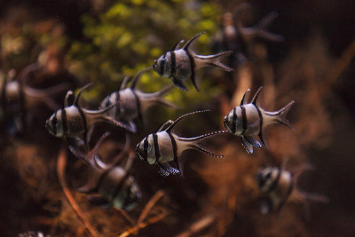骄傲的鲤鱼，Pterapogon kauderni