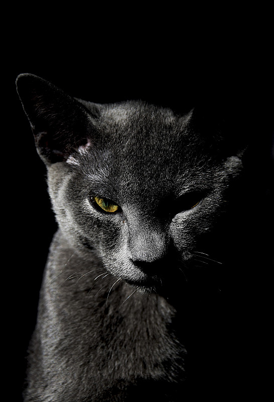 猫的肖像