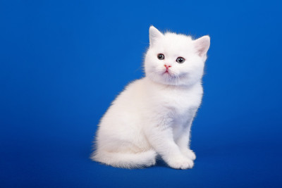 苏格兰纯种猫