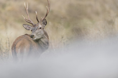 雄鹿的艺术肖像(Cervus elaphus)