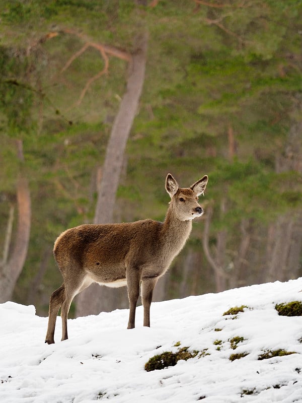 马鹿，Cervus elaphus