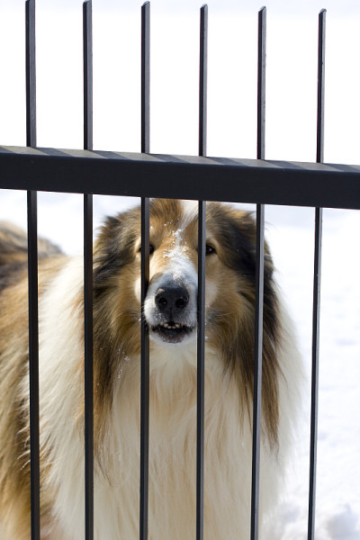 笼子里的柯利犬