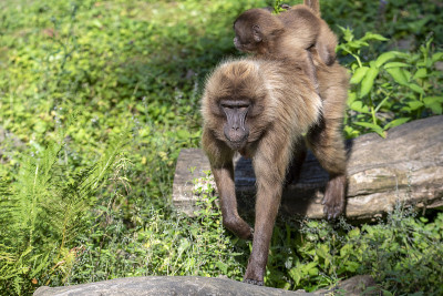 Monkey Icy Baboons (Icy Theropithecus).