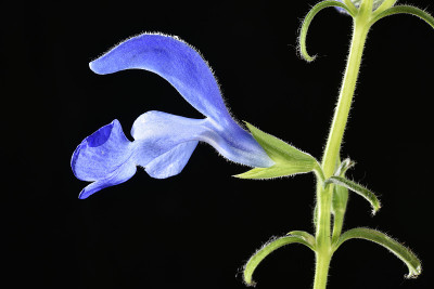 蓝鼠尾草