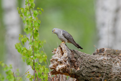普通杜鹃(Cuculus canorus)。