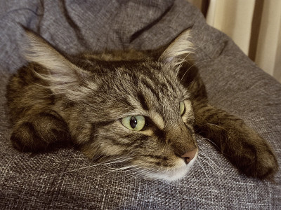 猫躺灰椅袋