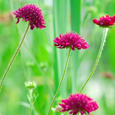 深红色的花