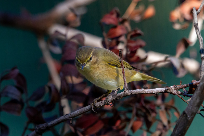 普通鹂鸫（Phylloscopus collybita）