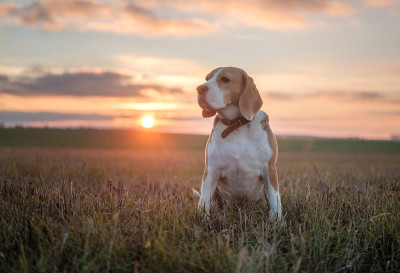 在美丽的秋天日落背景上的比格尔犬
