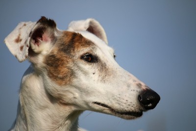 galgo画像